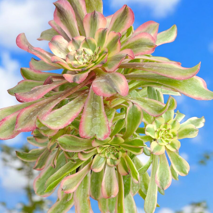 Aeonium Fendai succulent with pink-edged green leaves against blue sky.