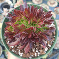 Aeonium 'Firecracker' Crest succulent in a small pot.