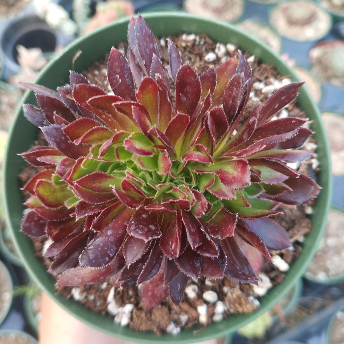 Aeonium 'Firecracker' Crest succulent in pot.