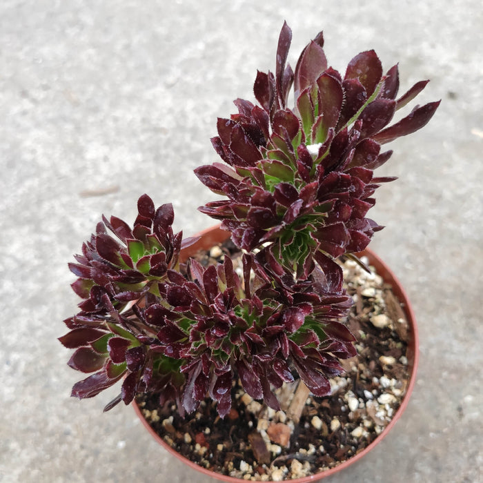Aeonium 'Firecracker' Crest in gritty soil.