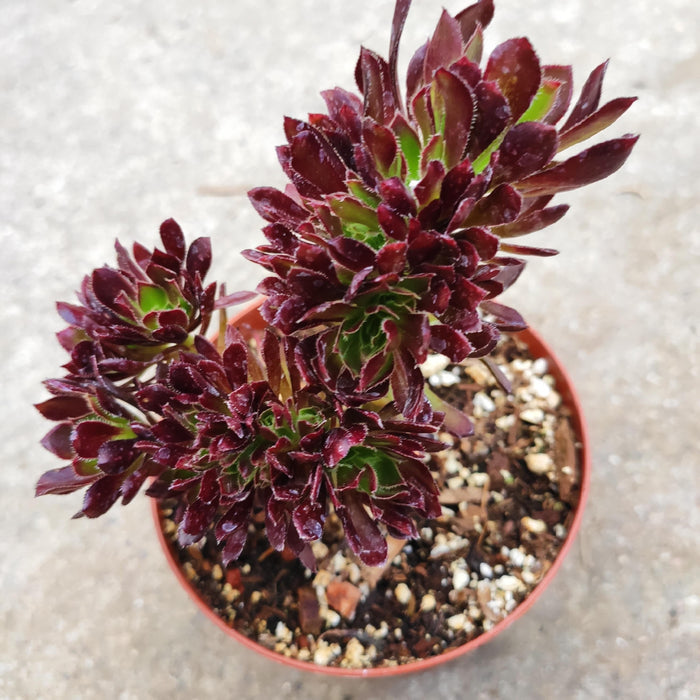 Aeonium 'Firecracker' Crest succulent, glossy burgundy-green rosettes.