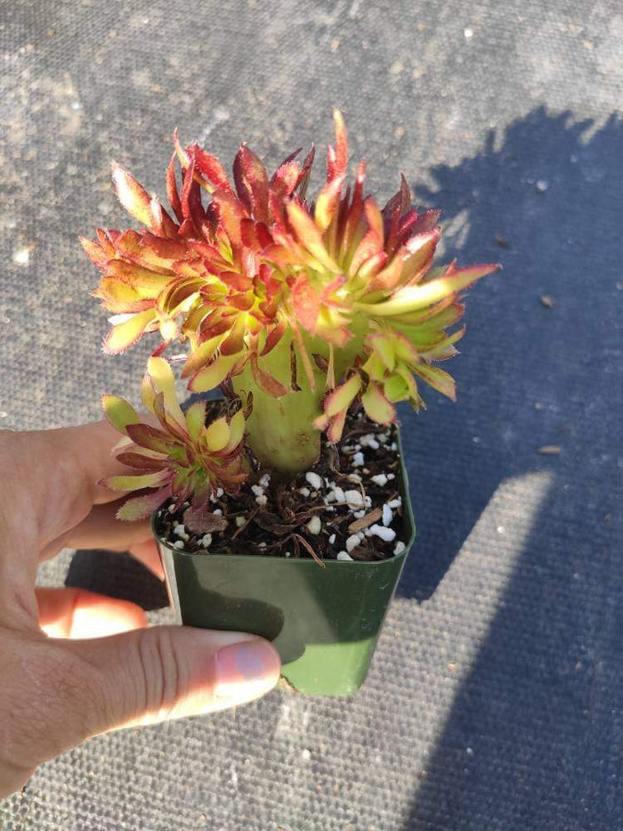 Aeonium 'Firecracker' Crest in small nursery pot.
