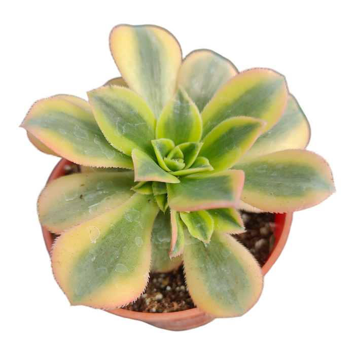 Aeonium 'Floresens' in a nursery pot with variegated leaves.