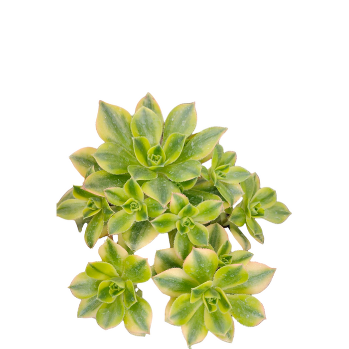 Aeonium 'Floresens' succulent with rosette leaf pattern.