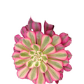 Aeonium Garnet Red Copper Yellow Brocade, top-view spiral rosette.