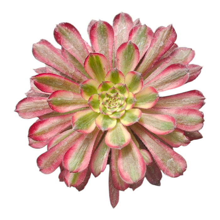 Aeonium Garnet Red Copper Yellow Brocade succulent, rosette-forming leaves.