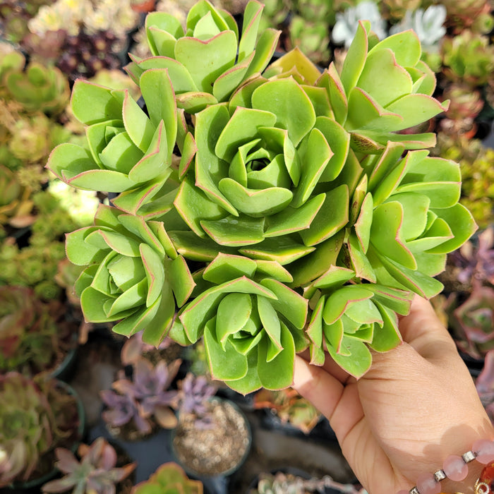Aeonium gomerense succulent rosettes held in hand.