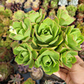 Aeonium gomerense succulents in a small pot.
