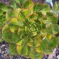 Aeonium 'Green Earth' Variegata succulent close-up in gravelly soil.