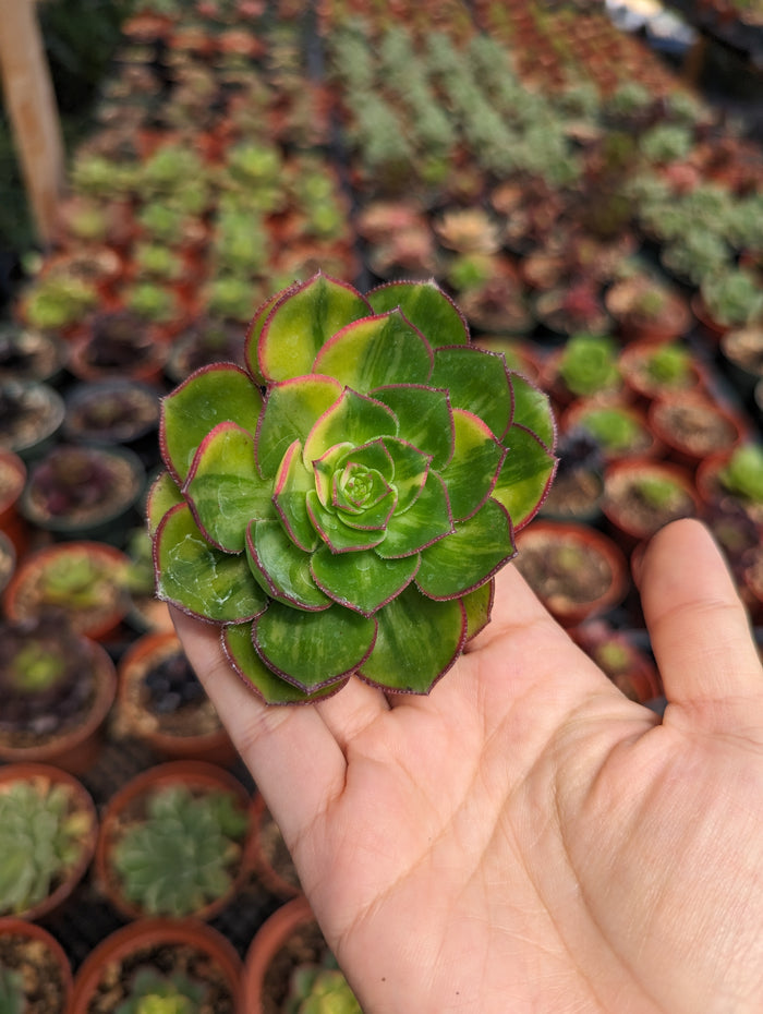 Aeonium 'Green Earth' Variegata succulent in hand at nursery.