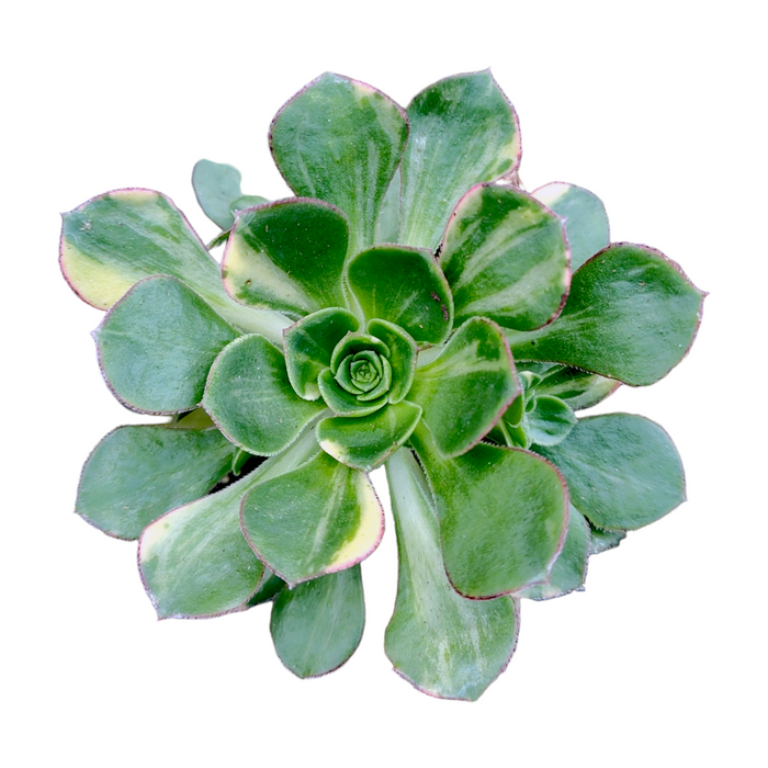 Aeonium 'Green Earth' Variegata rosette succulent, top view.