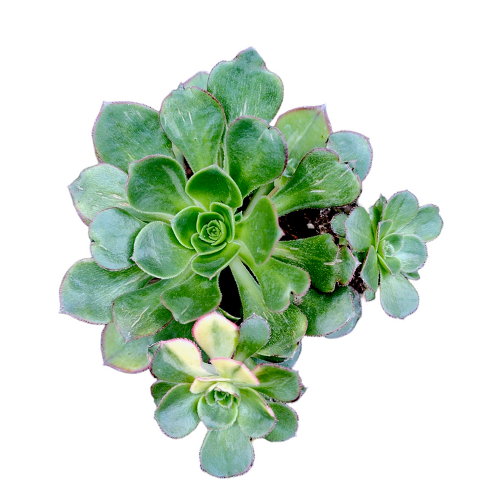 Aeonium 'Green Earth' Variegata with multiple offset rosettes.