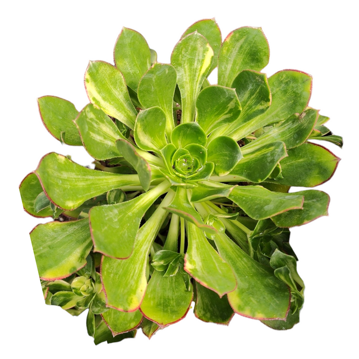 Aeonium 'Green Earth' Variegata in pot, glossy rosette leaves.