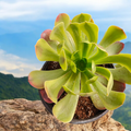 Aeonium Green Lemon succulent on stone surface with misty mountains.