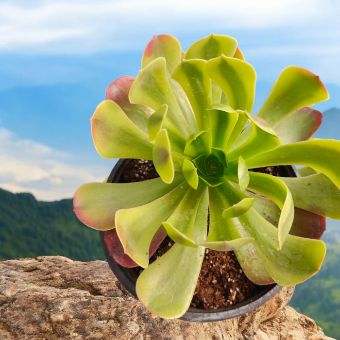 Aeonium Green Lemon succulent on stone surface with misty mountains.