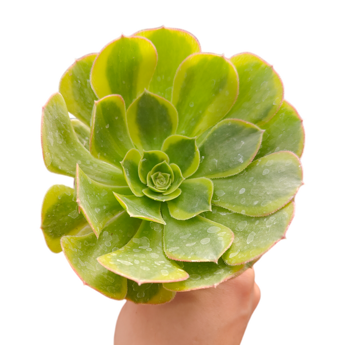 Aeonium Green Lemon succulent in hand, showcasing rosette form.