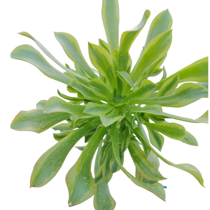 Aeonium Green Lemon rosette with spoon-shaped leaves.