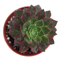 Aeonium Halloween Yellow Variegata with water-dappled, colorful rosette leaves.