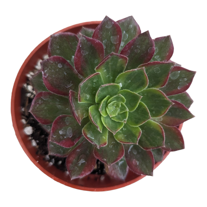 Aeonium Halloween Yellow Variegata with water-dappled, colorful rosette leaves.