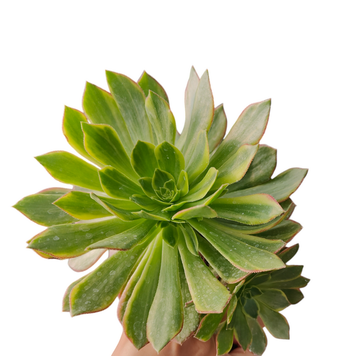 Aeonium Halloween Yellow Variegata with reddish margins and water droplets.