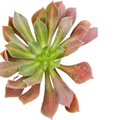 Aeonium 'Kilimanjaro' succulent top-down view.