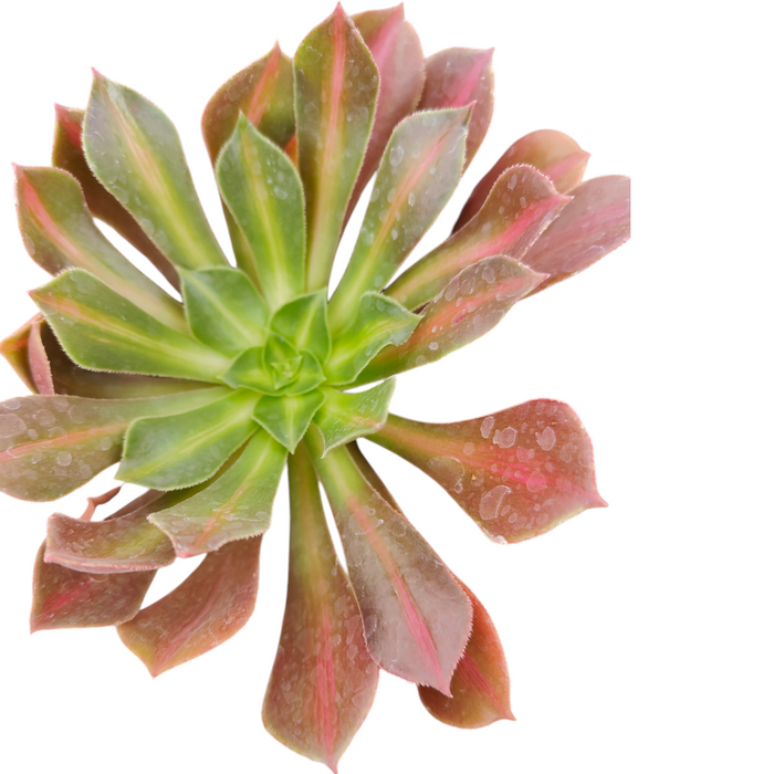 Aeonium 'Kilimanjaro' succulent top-down view.