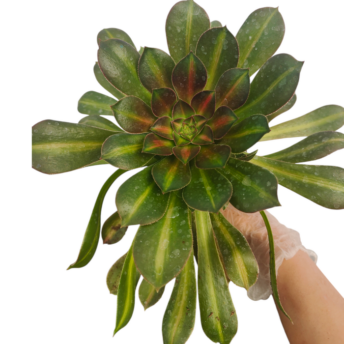 Aeonium 'Kilimanjaro' succulent held in gloved hand.