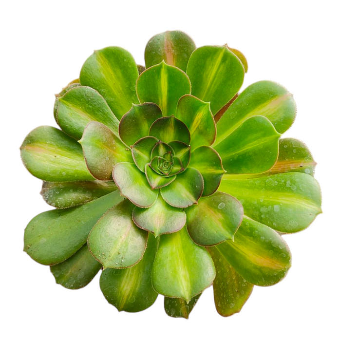Aeonium 'Kilimanjaro' succulent, rosette form, green radial leaves.
