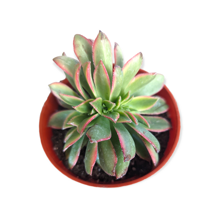 Aeonium 'Kiwi' Crest, green rosette with pink edges in terracotta pot.