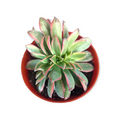 Aeonium 'Kiwi' in round pot with reddish-pink leaf edges.