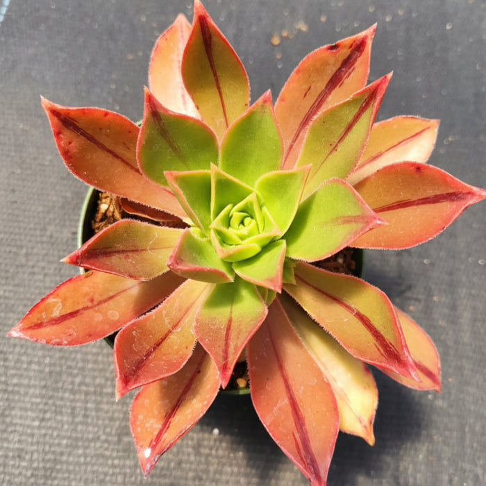 Aeonium leucoblepharum succulent, vibrant rosette held for scale.