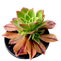 Aeonium leucoblepharum in black pot with colorful leaf hues.