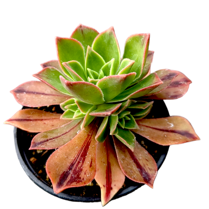 Aeonium leucoblepharum in black pot with colorful leaf hues.