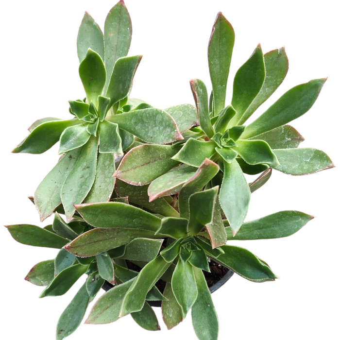 Aeonium leucoblepharum with green rosettes, red-tipped leaves.