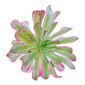Aeonium Linbo Fairy succulent with pale green, pink-edged rosette leaves.
