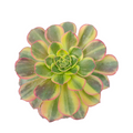 Aeonium Luoshen succulent, top-down view, variegated leaves.