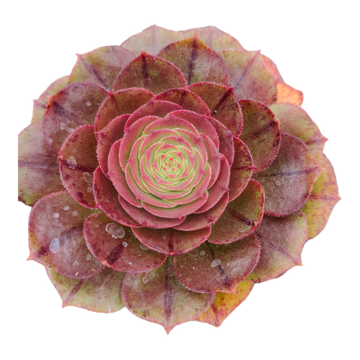 Aeonium 'Madeira Rose' succulent with spiraling fleshy leaves.
