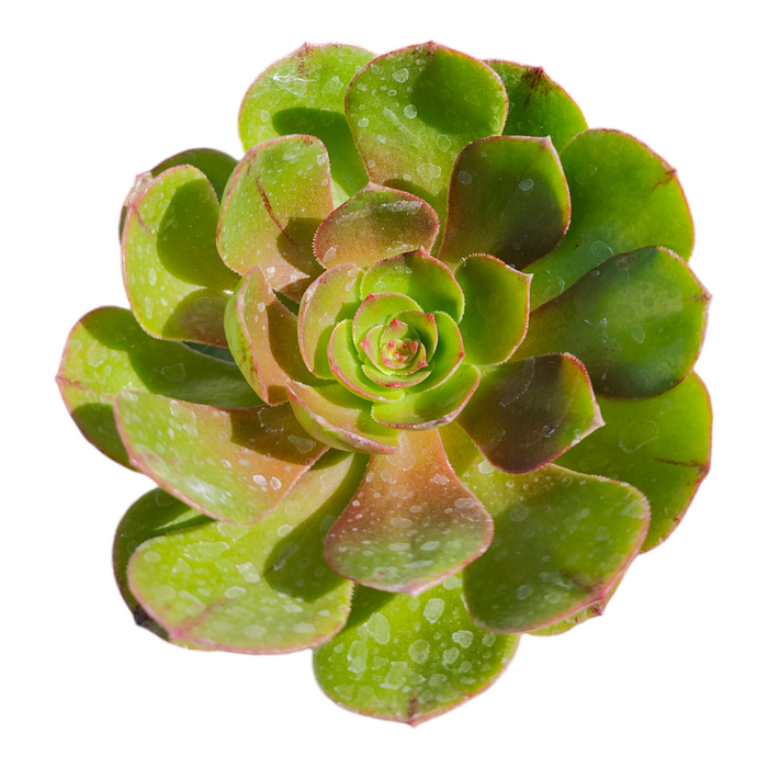 Aeonium 'Madeira Rose' succulent with green leaves, red margins.