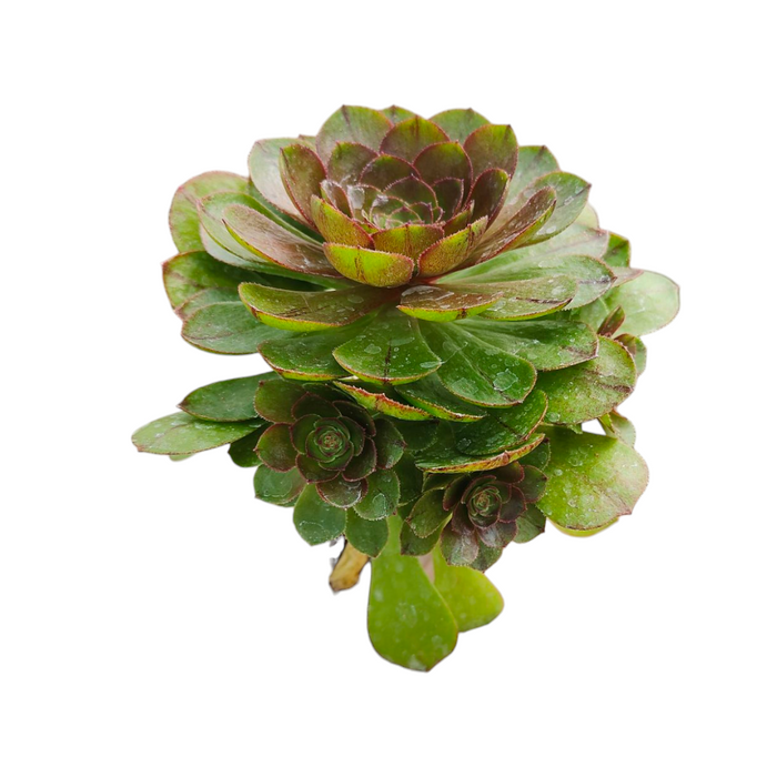 Aeonium 'Madeira Rose' succulent with water droplets.