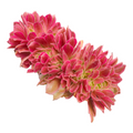 Aeonium Maggie Crest succulent, pink-toned rosette, isolated.