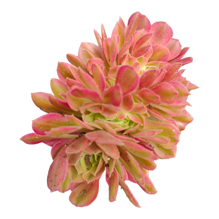 Aeonium 'Maggie Crest' succulent with pink-tinged rosettes.
