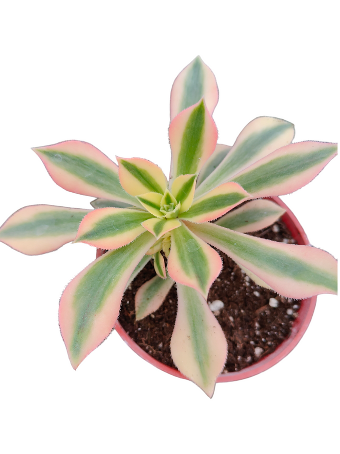 Aeonium Maple Leaf succulent in nursery pot.