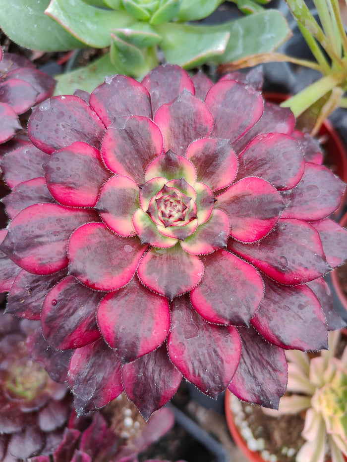 Aeonium Maya succulent in pot with spiral leaves.