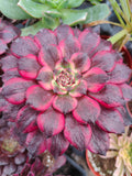 Aeonium Maya succulent in pot with spiral leaves.
