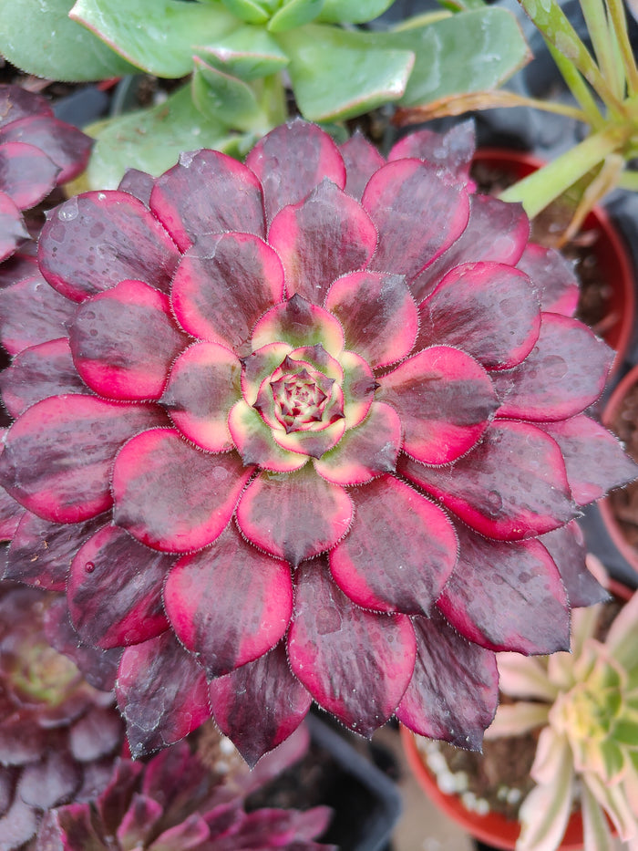Aeonium Maya succulent with burgundy leaves and lime-green center.