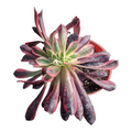 Aeonium Medusa Crest succulent with variegated green and burgundy leaves.
