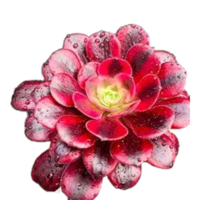 Aeonium Medusa succulent with water droplets.