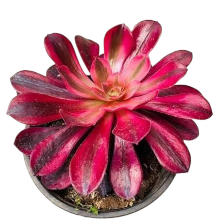 Aeonium Medusa succulent in pot, deep pink/red rosette leaves.