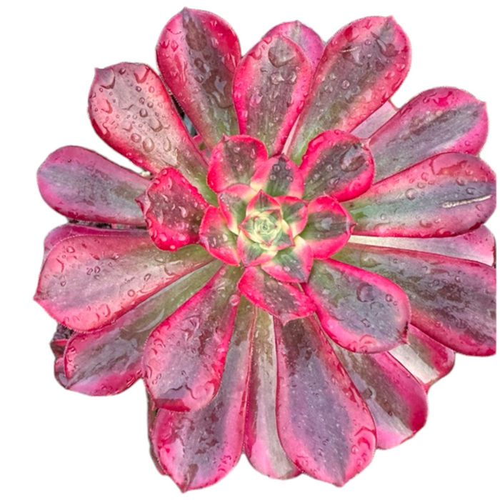 Aeonium Medusa succulent with burgundy, rosette-shaped leaves.