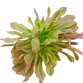 Aeonium Milky White Crest succulent, green leaves with reddish-pink edges.